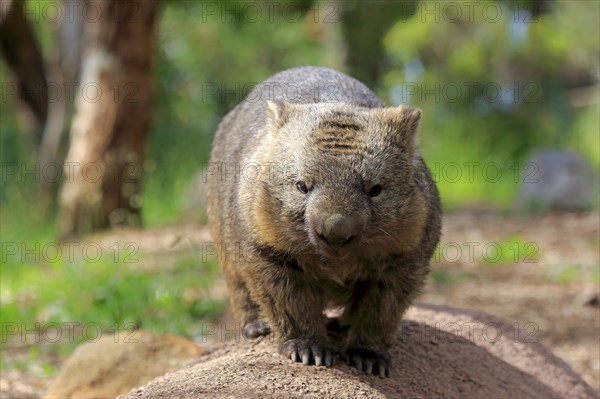 Common common wombat