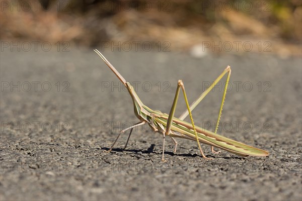 Field locust