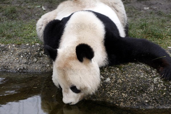 Giant panda