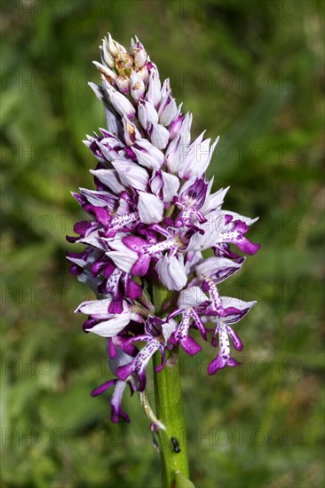 Helmeted Orchid