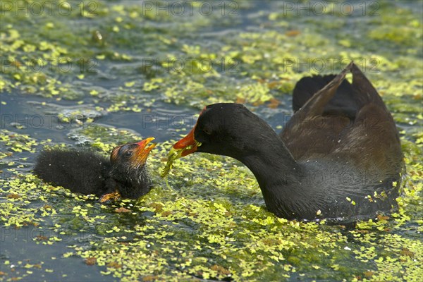 Moorhen