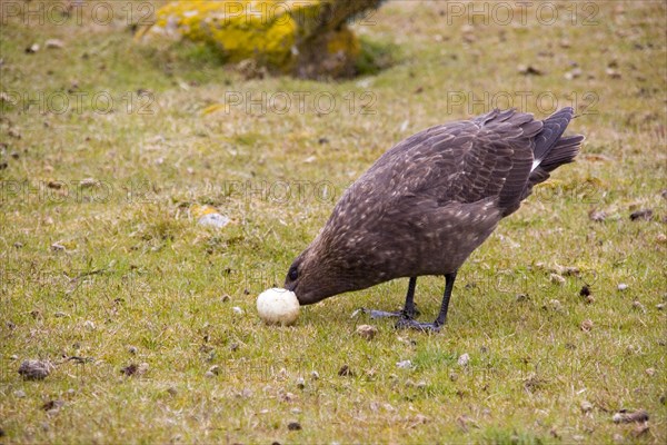 Stercorarius antarctica