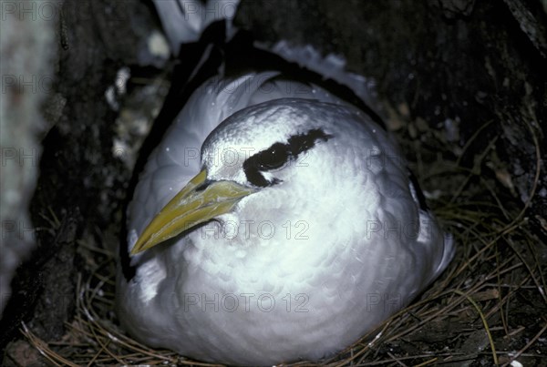 White-tailed tropicbird