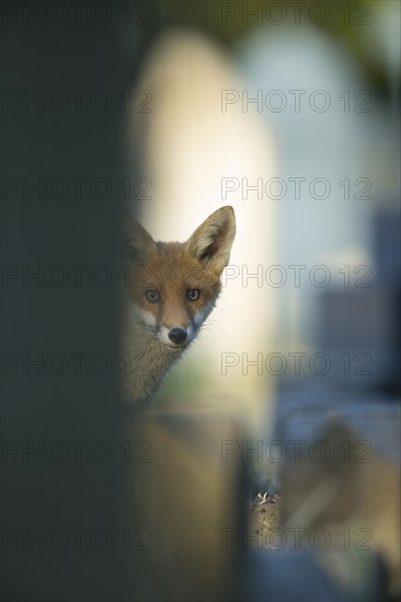 European Red Fox