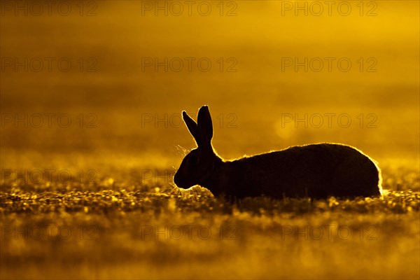 European hare