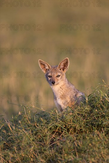 Black-backed jackals