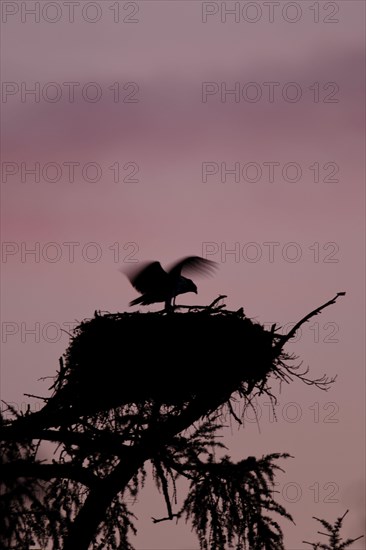 Western osprey