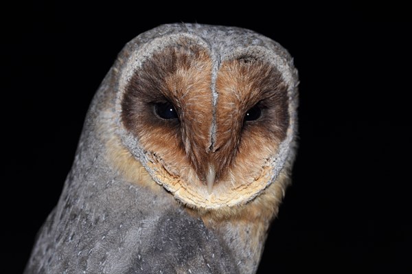 Common barn owl