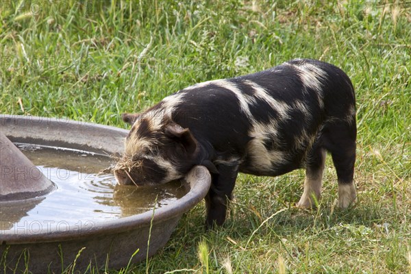 Kune-Kune piglets at Waterier