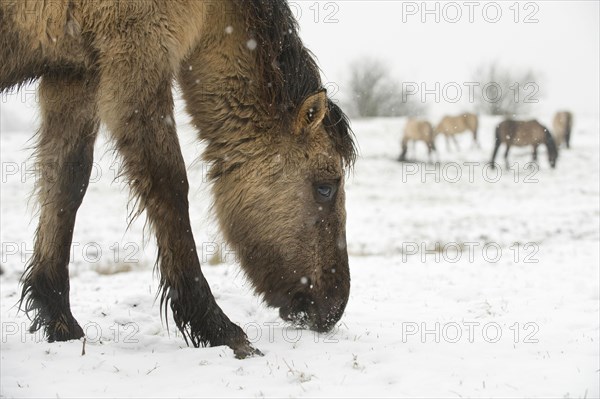 Konik horse