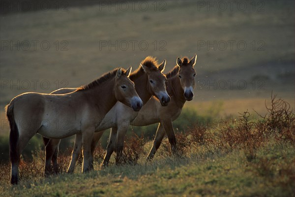 Przewalski's horse