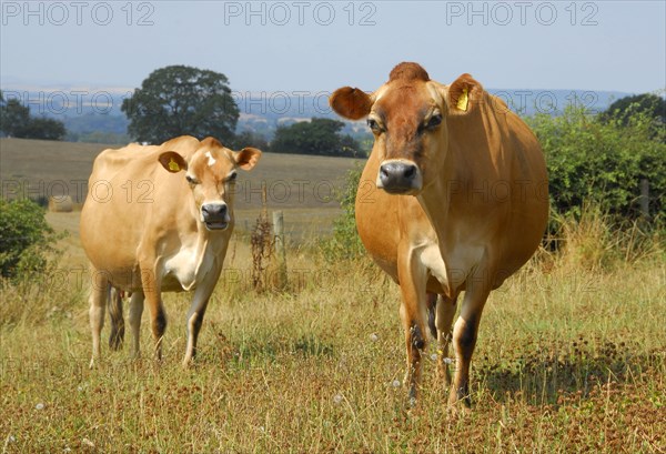 Domestic cattle