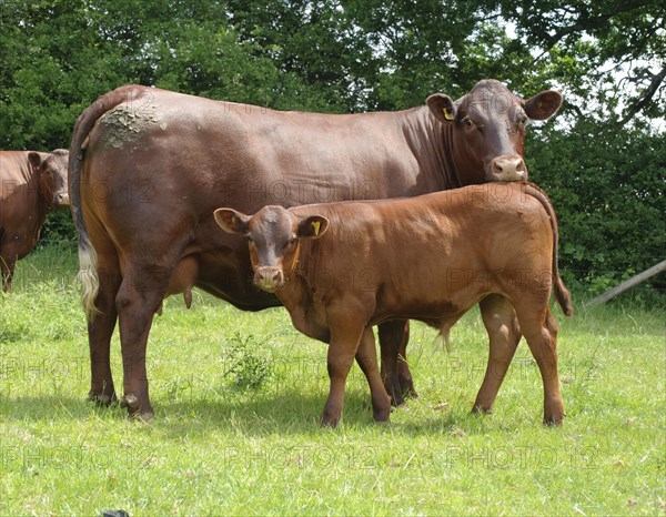 Domestic Cattle