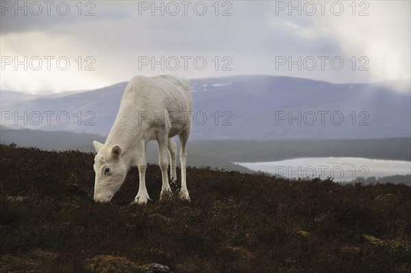 Reindeer