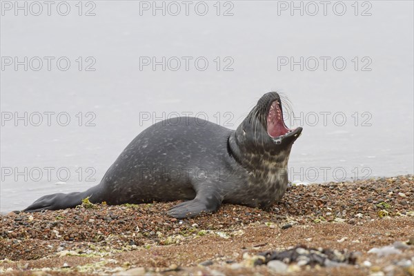 Grey seal