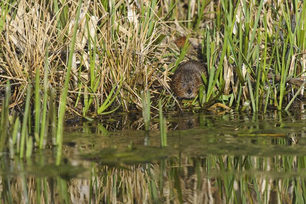 Eastern vole