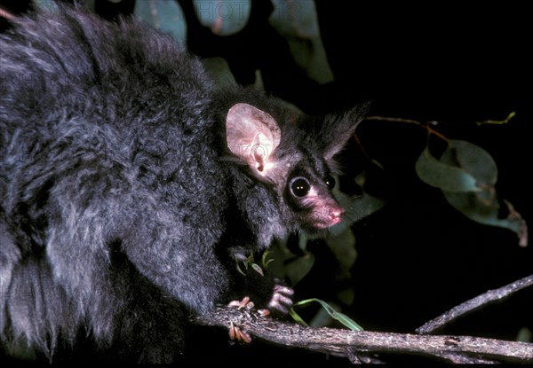 Greater glider