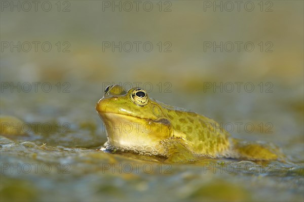 Marsh Frog