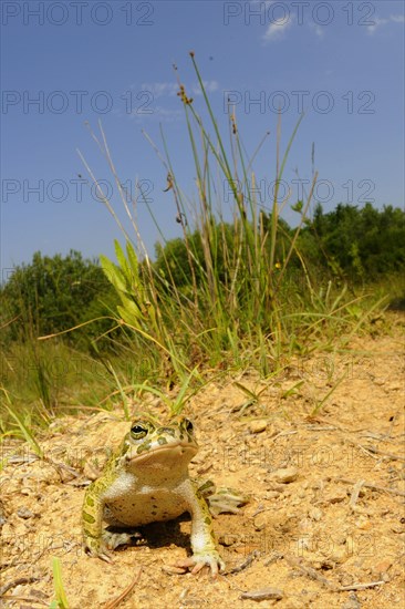 European Green Toad