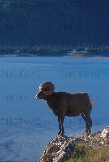 Bighorn sheep