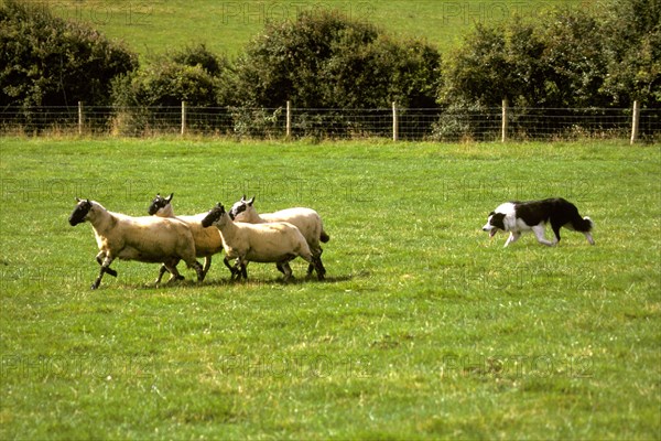 Farming-Sheep Sheep Dog Trial