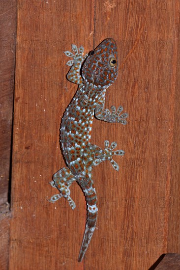 Tokay gecko