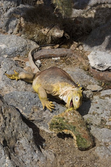 Land Iguana