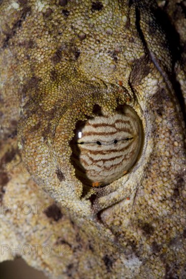 Flat-tailed gecko