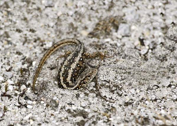 Sand lizards