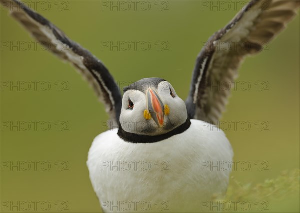 Atlantic puffin