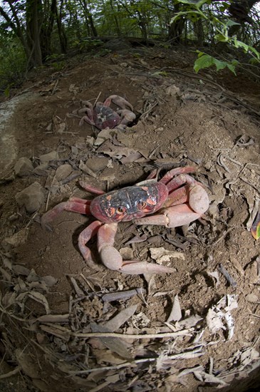 Christmas island red crab