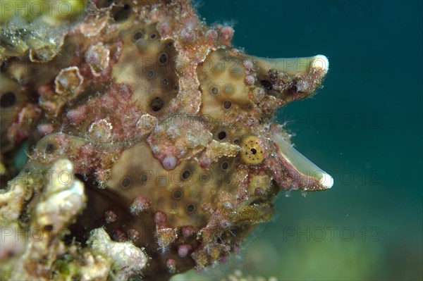 Warty Frogfish