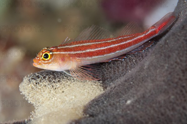 Striped Triplefin