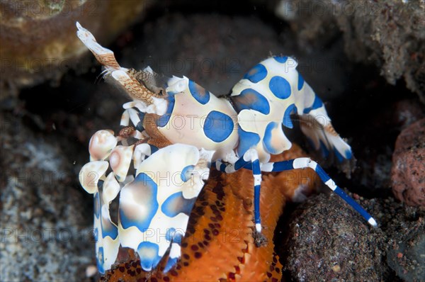 Harlequin Shrimp