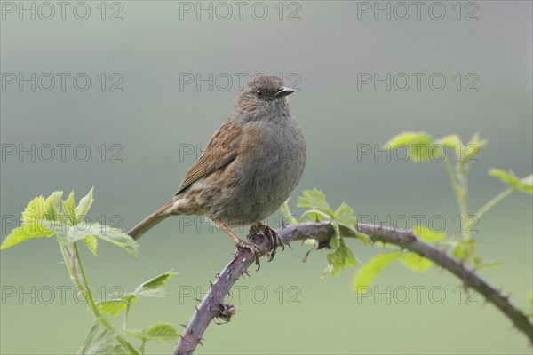 Dunnock