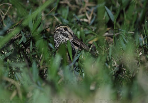 Giant snipe