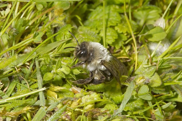 Solitary digger bees