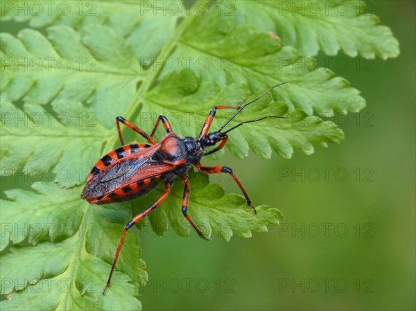 Red assassin bug