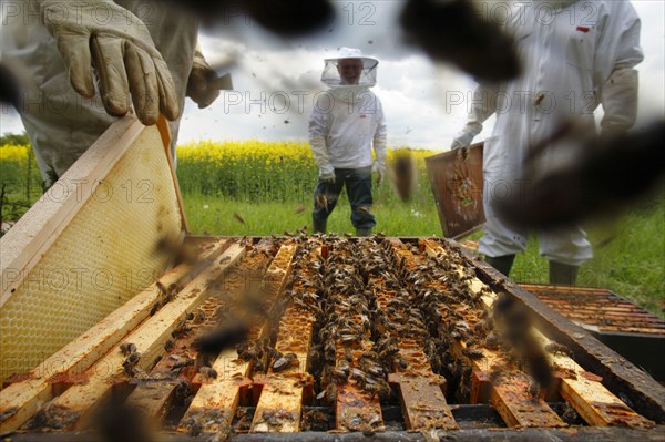 Professional beekeeping