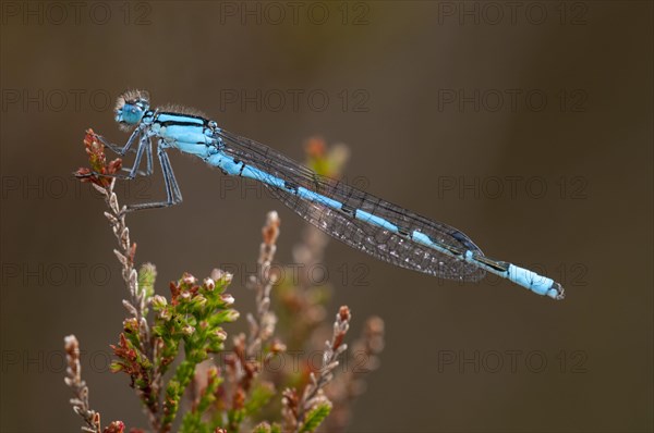 Common blue damselflies