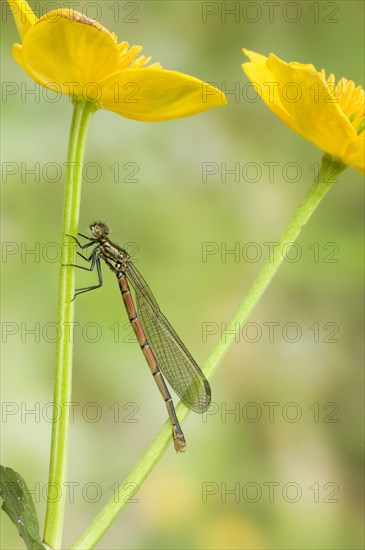 Greater red large red damselfly