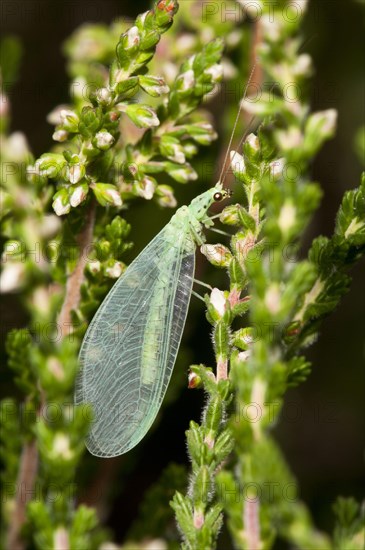 Green Lacewing