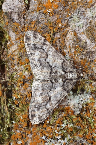 White grey broad-winged moth