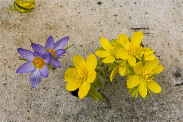 Winter aconite