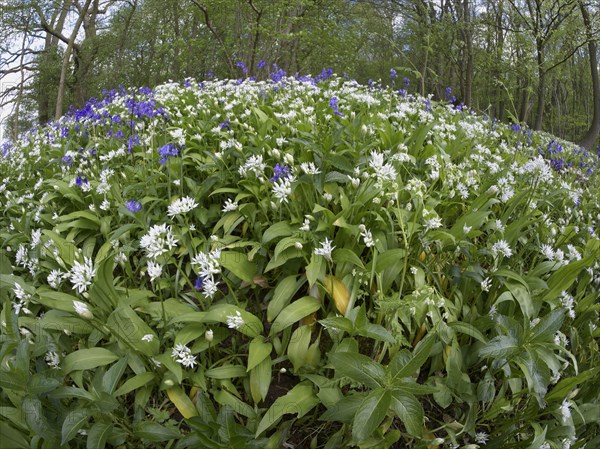 Ramsons