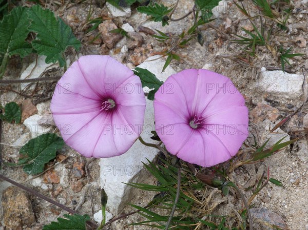 Mallow-leaved bindweed