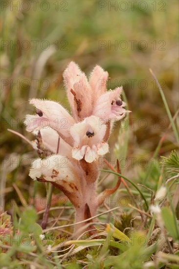 Clove-scented Broomrape