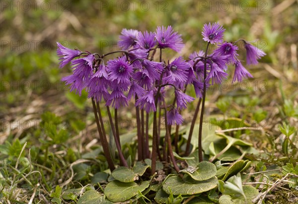 Alpine Snowbell