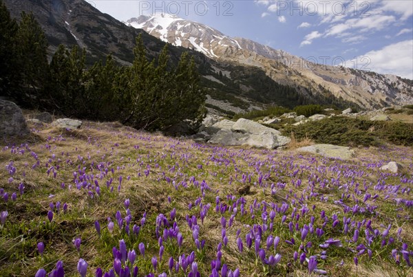 Flowering mass of Balkan crocus