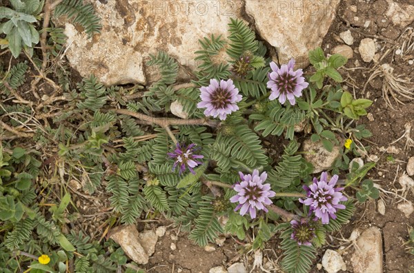 Flowering Pink Milkvetch